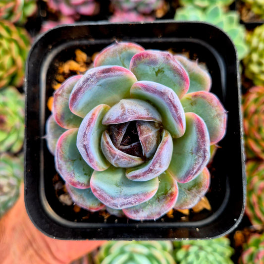 Echeveria "Dark Opal"
