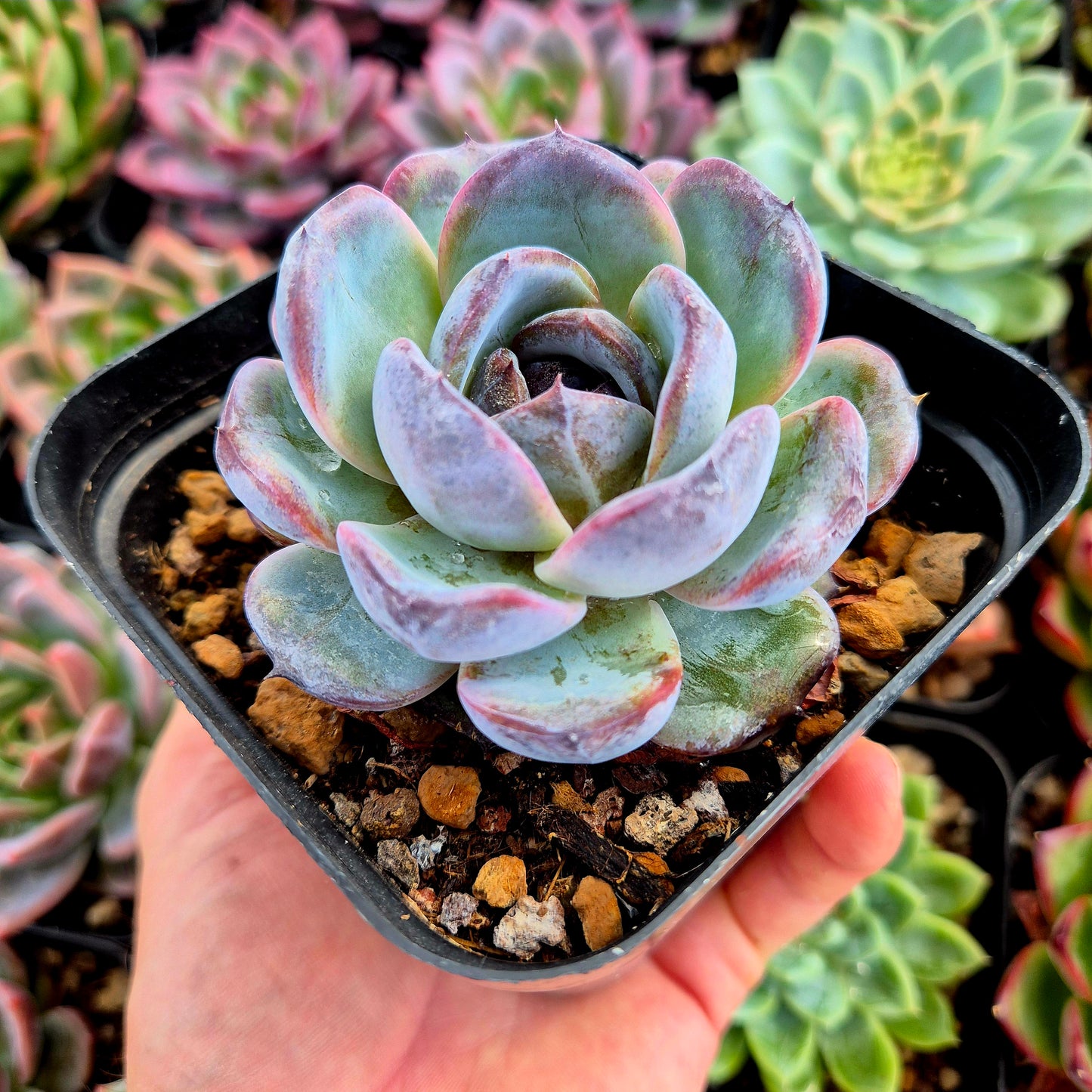 Echeveria "Dark Opal"
