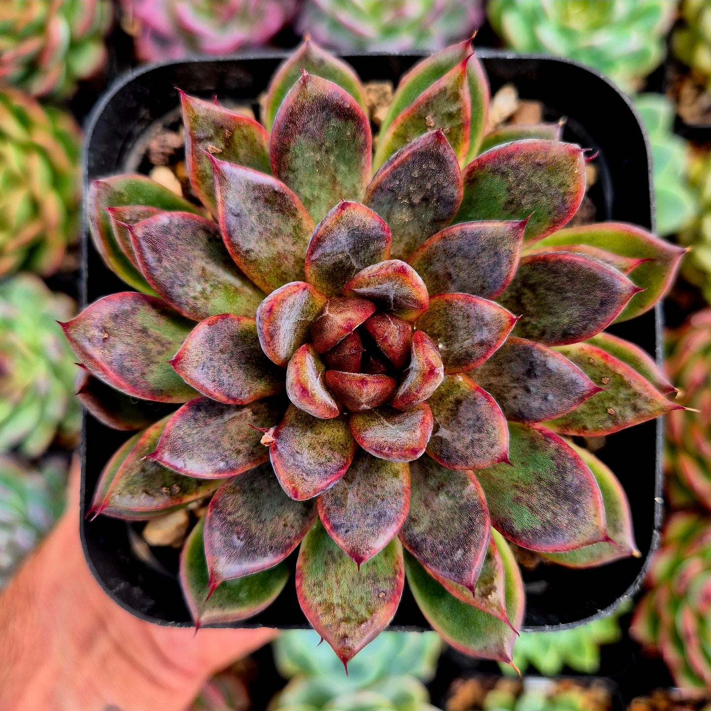 Echeveria "Bloody Mary"