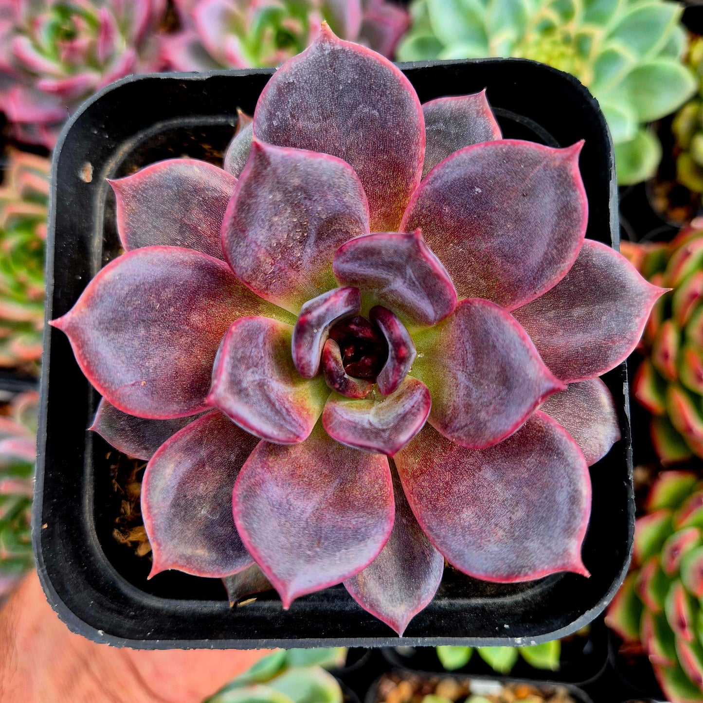 Echeveria "Dark Chocolate"