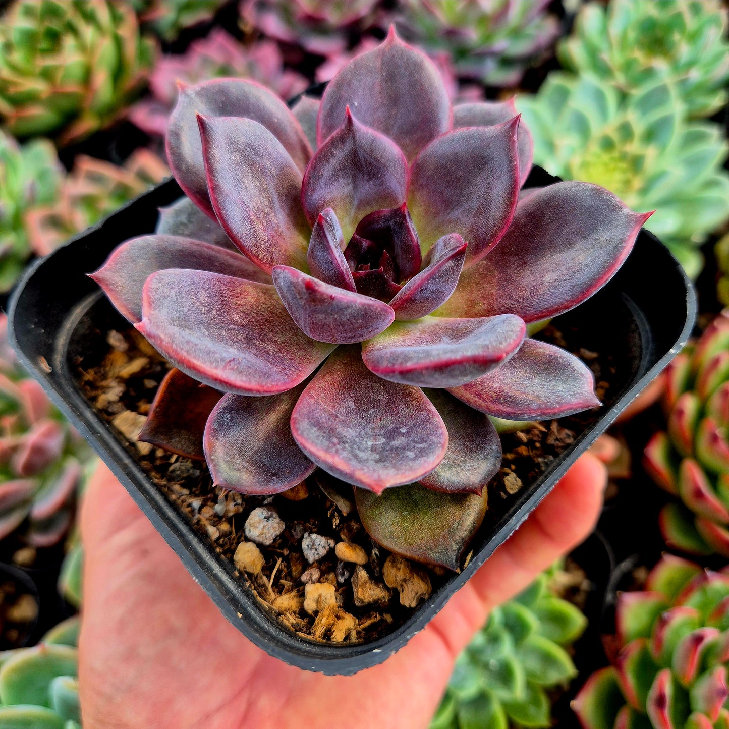 Echeveria "Dark Chocolate"