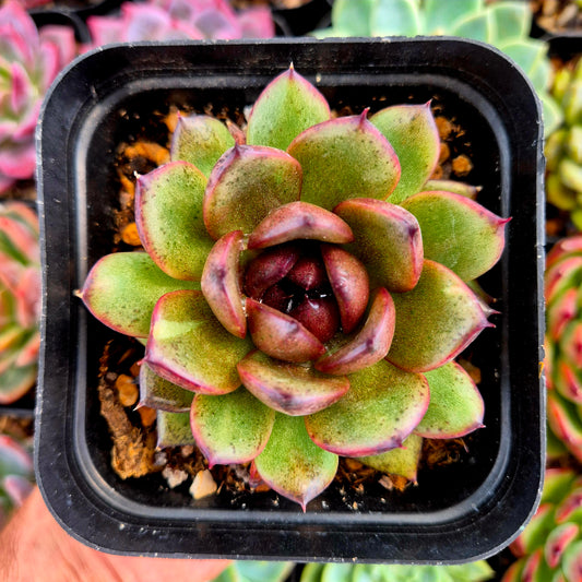 Echeveria "Black Tiger"