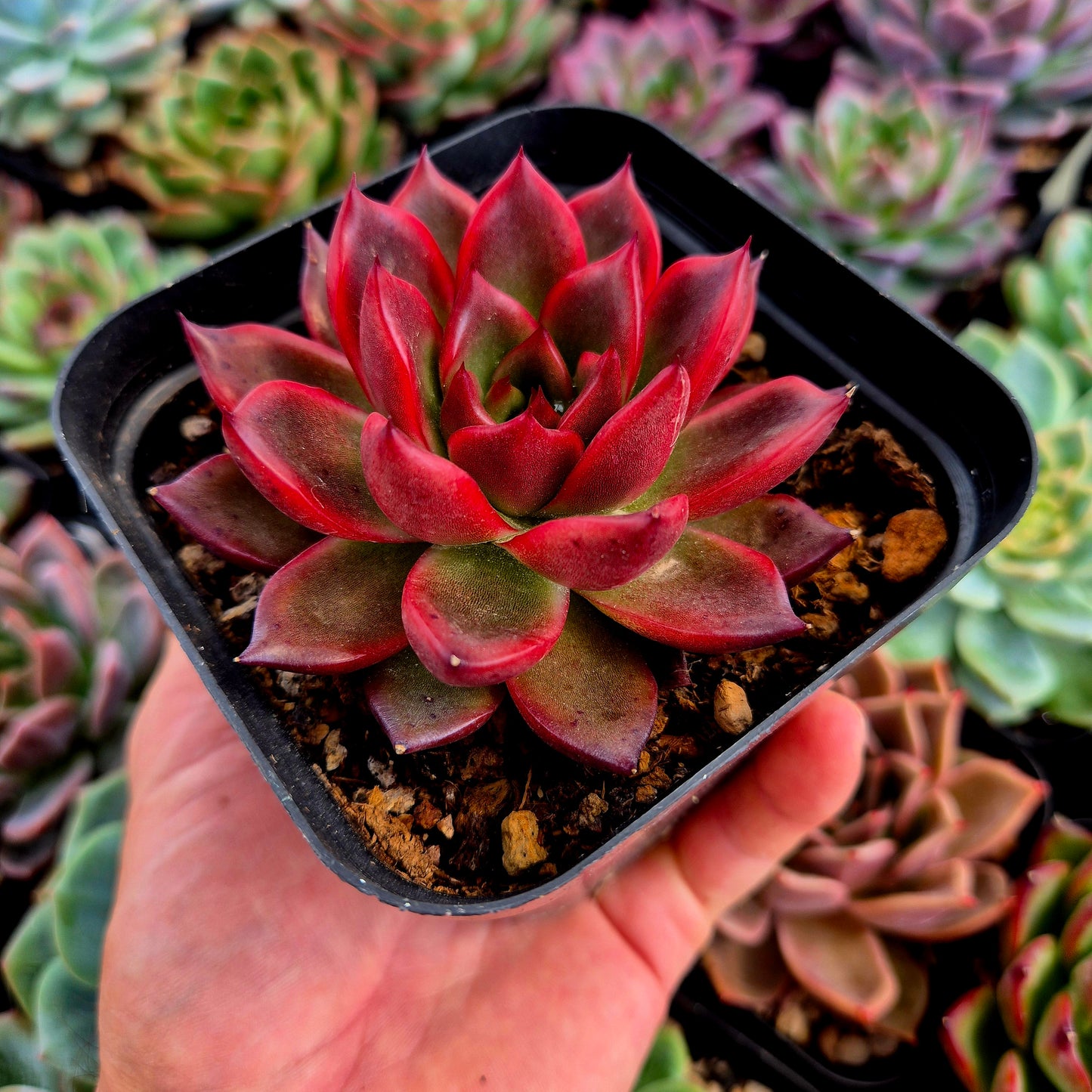Echeveria "Neon Rouge"