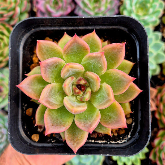 Echeveria "Black Tetra"