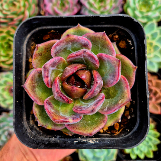 Echeveria « Black Mink »