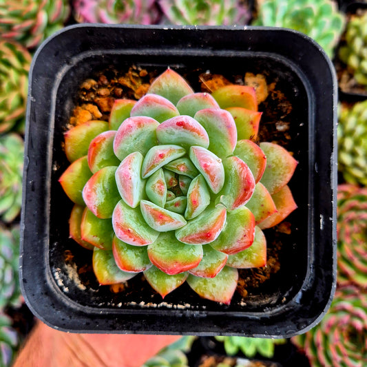 Echeveria "Prada"