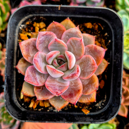 Echeveria "Charming Stone"