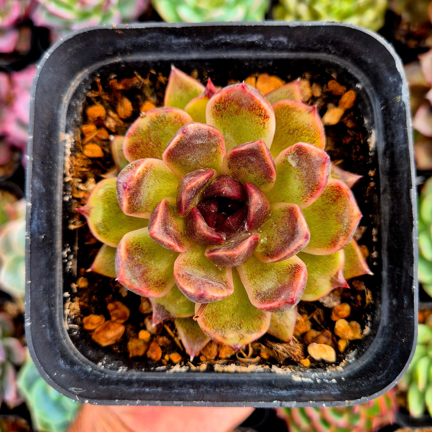 Echeveria "Pushke"