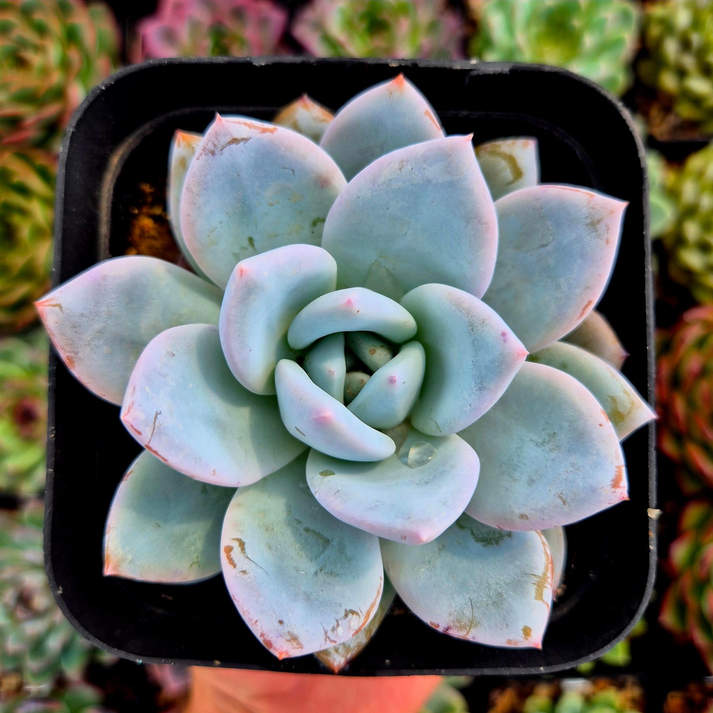 Echeveria "Sang A"