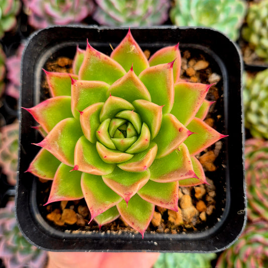 Echeveria "Spicy"