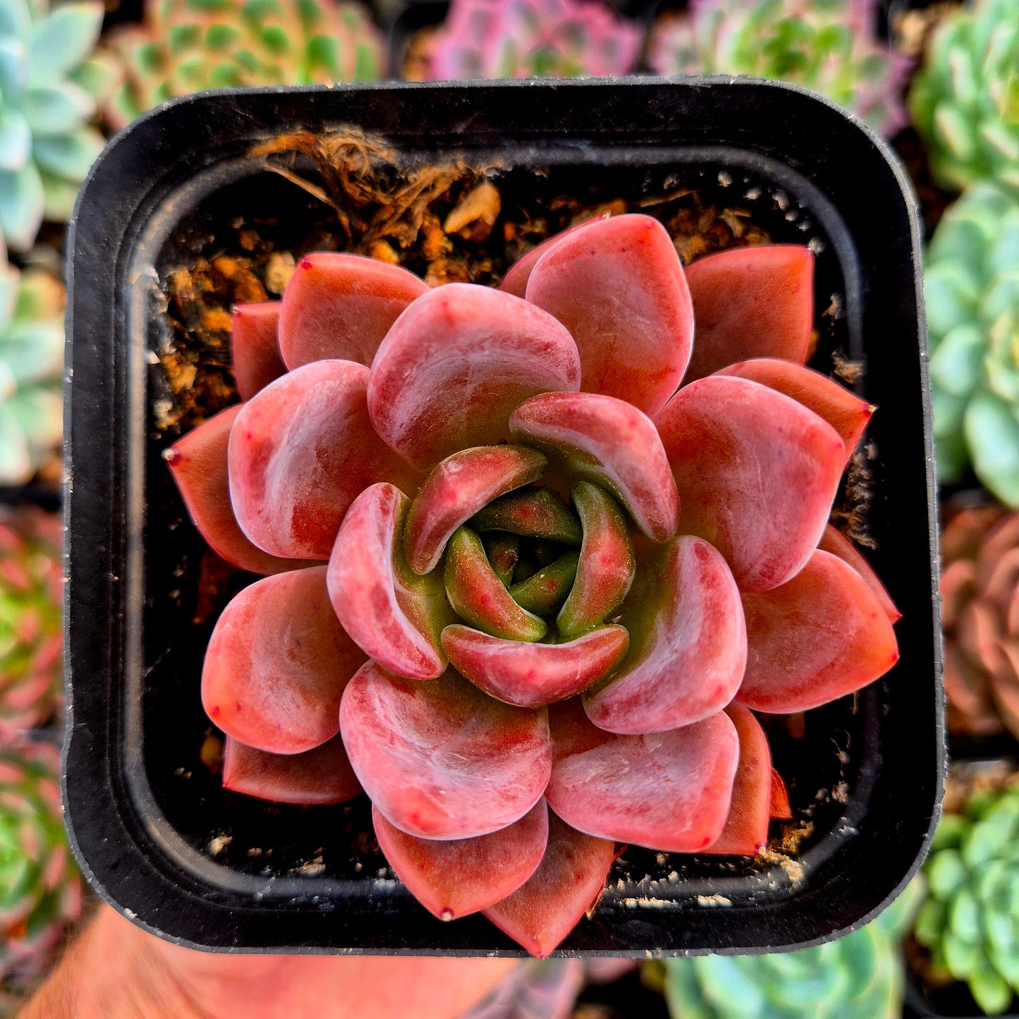 Echeveria "Baek Ya"