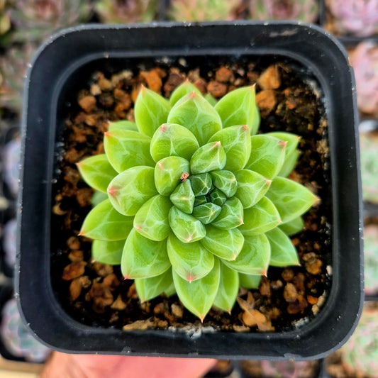 Pachyveria « Licorne »