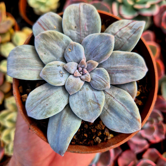 Graptopetalum « Silverbum » panaché