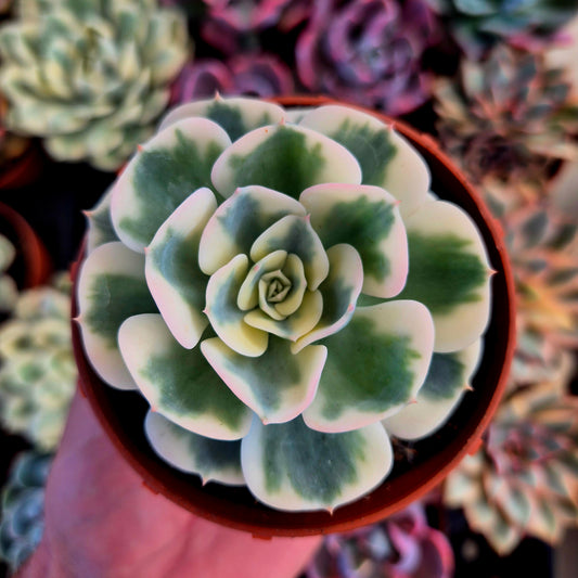 Echeveria « Compton Carousel » panaché