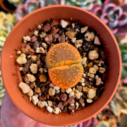 Lithops auncampiae variegado