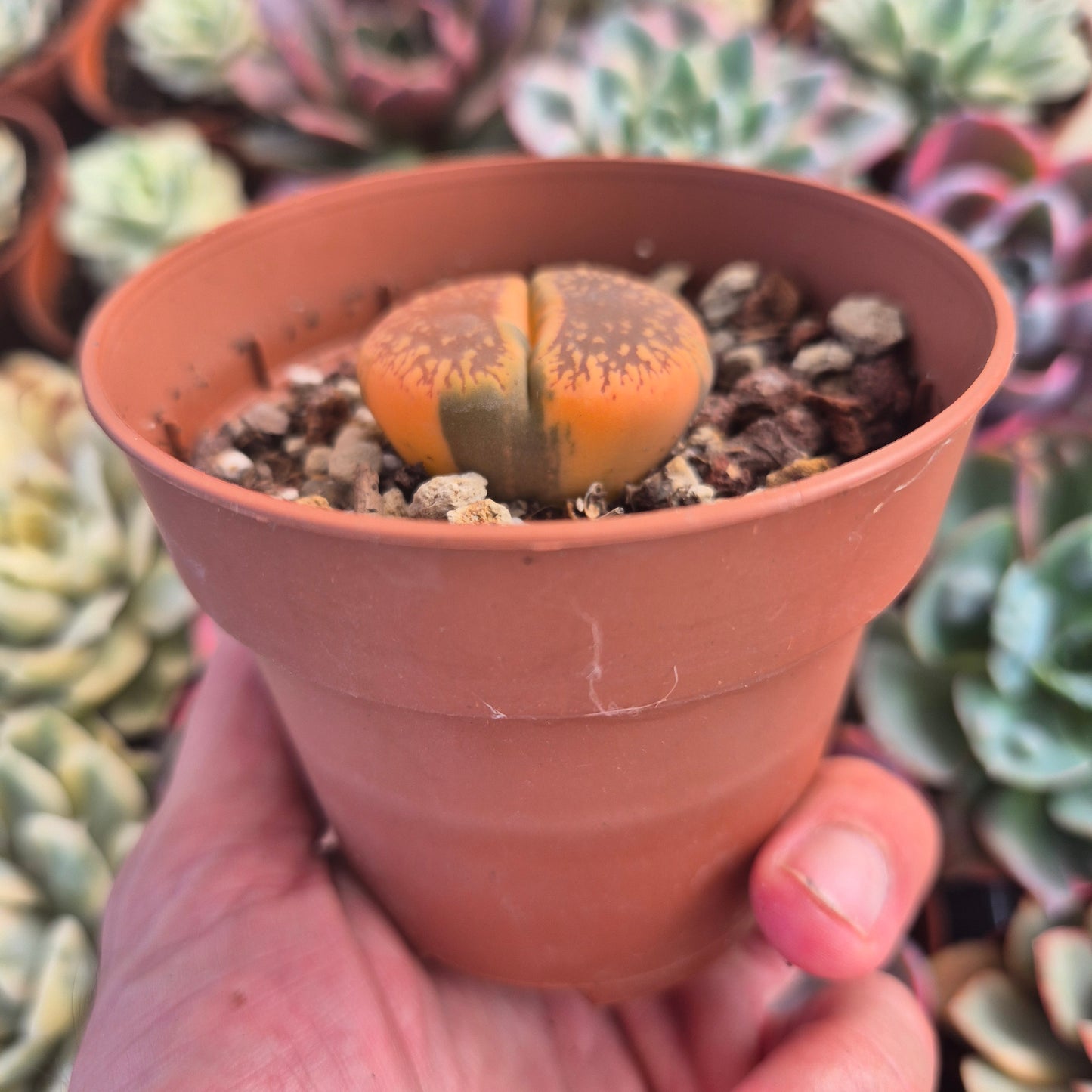 Lithops auncampiae variegado