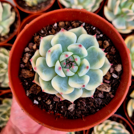 Echeveria chihuahuensis panaché