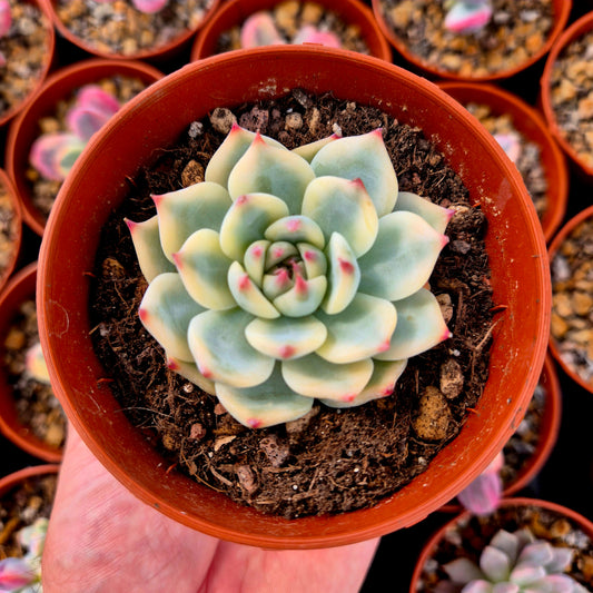 Echeveria chihuahuensis panaché