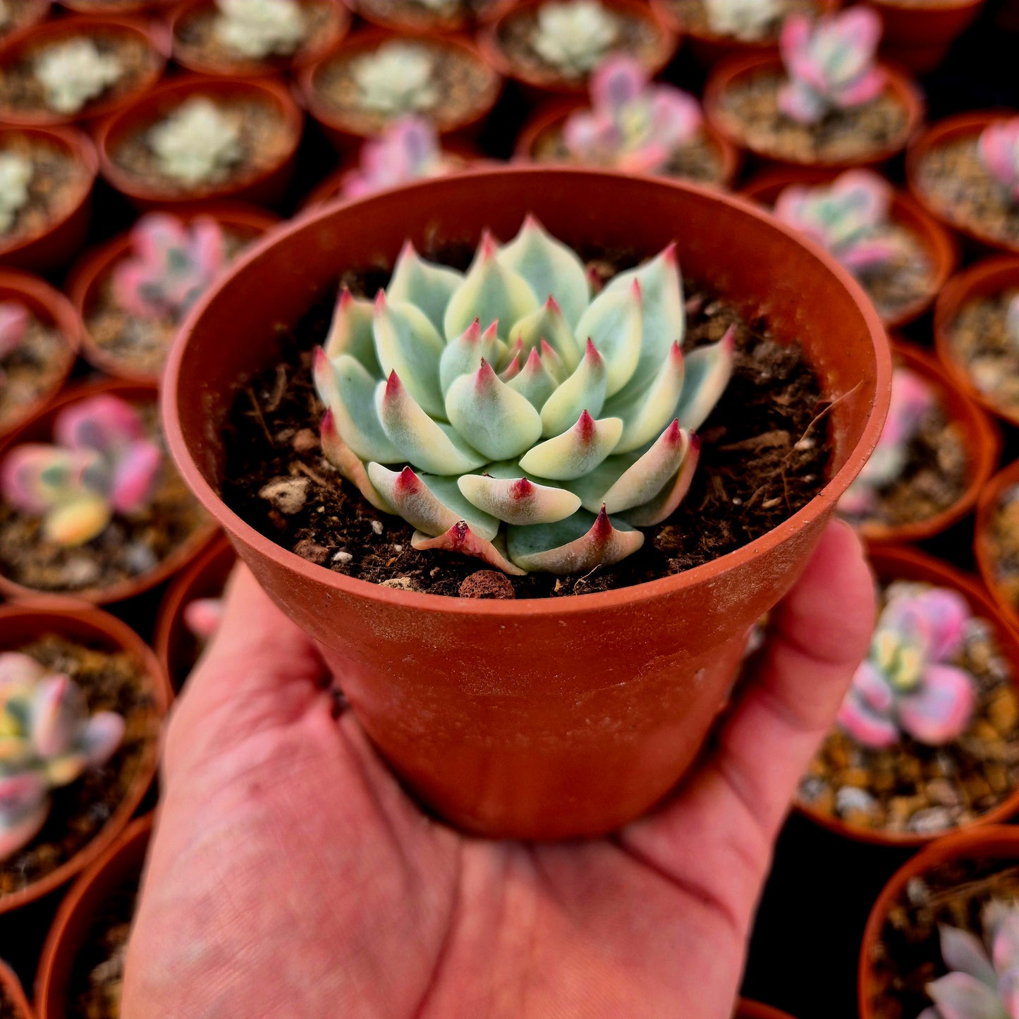 Echeveria chihuahuensis panaché