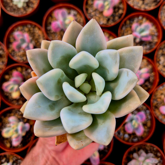 Graptoveria "Opalina" variegada
