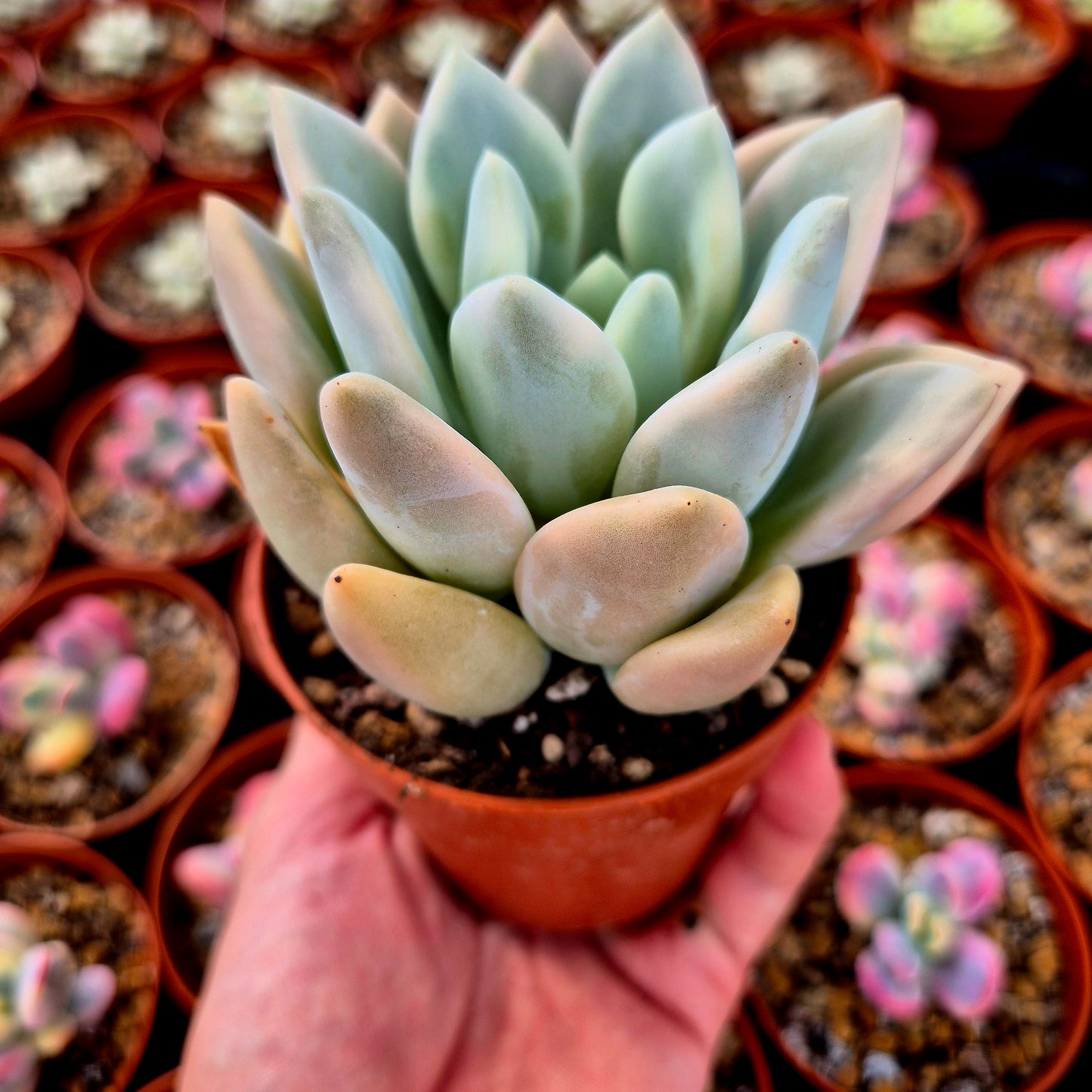 Graptoveria « Opalina » panachée
