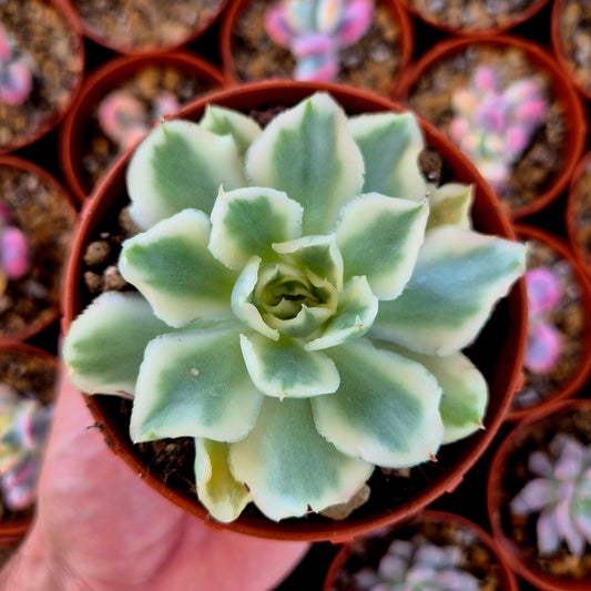 Echeveria « Purple Butterfly » panaché