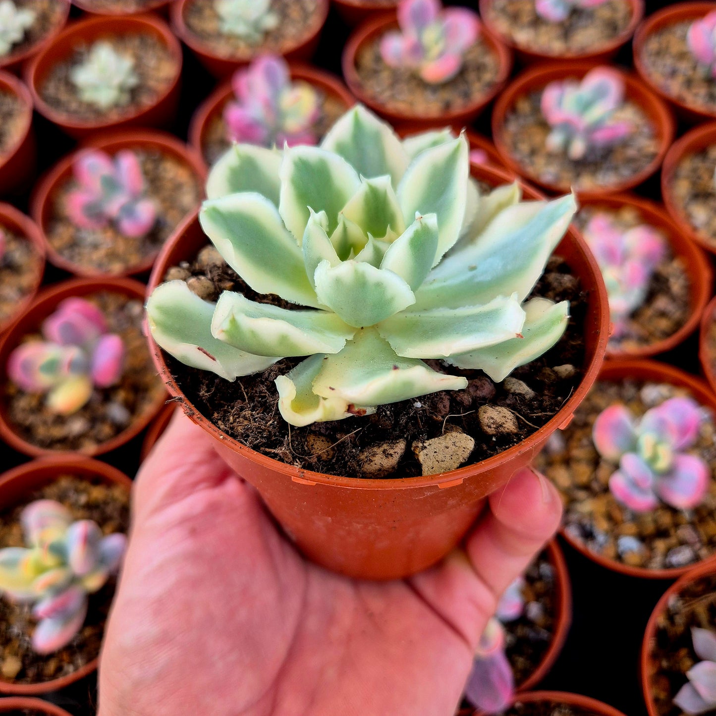 Echeveria « Purple Butterfly » panaché