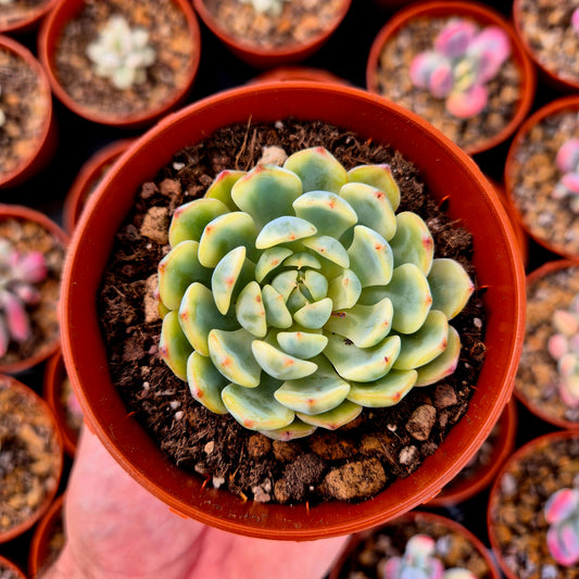 Echeveria "Blue minima" variegada