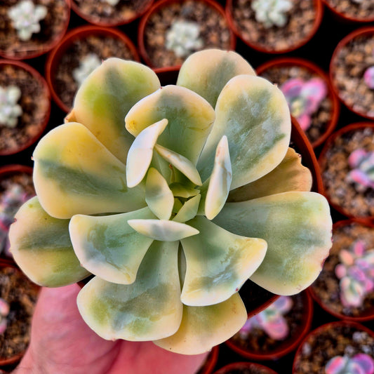 Echeveria runyonni panaché