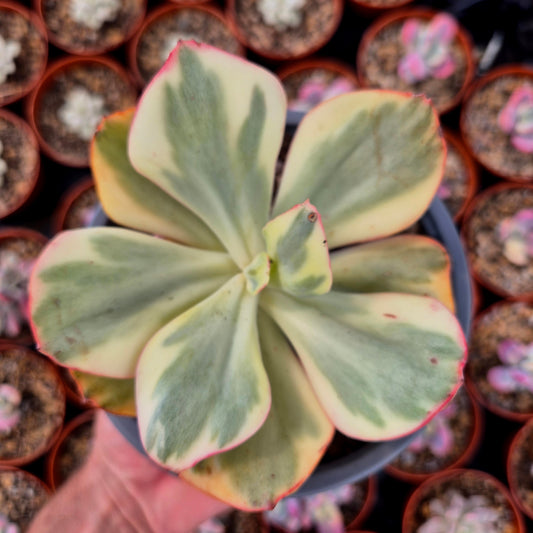 Echeveria gigantea panaché