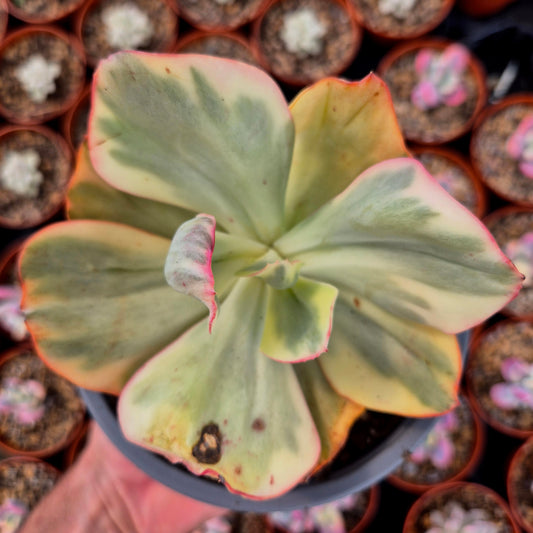 Echeveria gigantea panaché