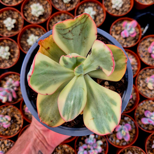 Echeveria gigantea panaché