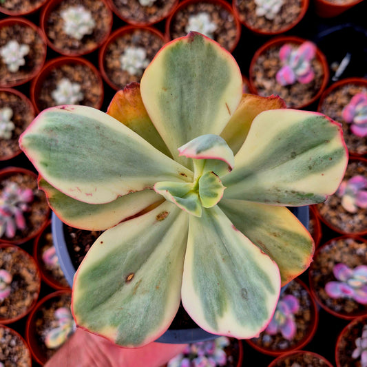 Echeveria gigantea panaché