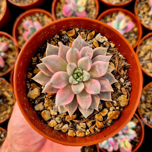 Graptoveria "Red Diamond" variegada