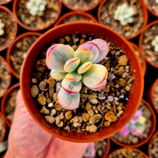 Cotyledon orbiculata var oophila variegado