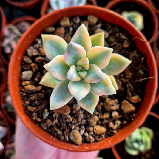 Graptosedum « White Ghosty » panaché