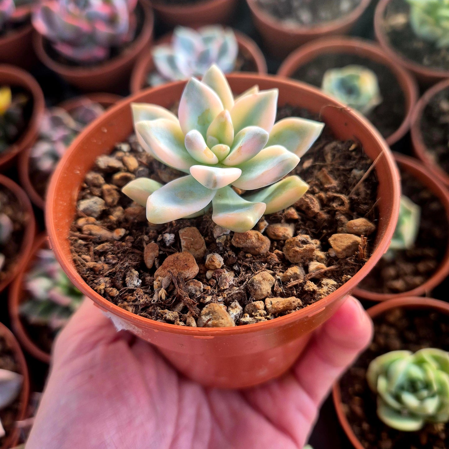 Graptosedum « White Ghosty » panaché