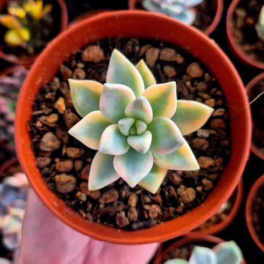 Graptosedum « White Ghosty » panaché