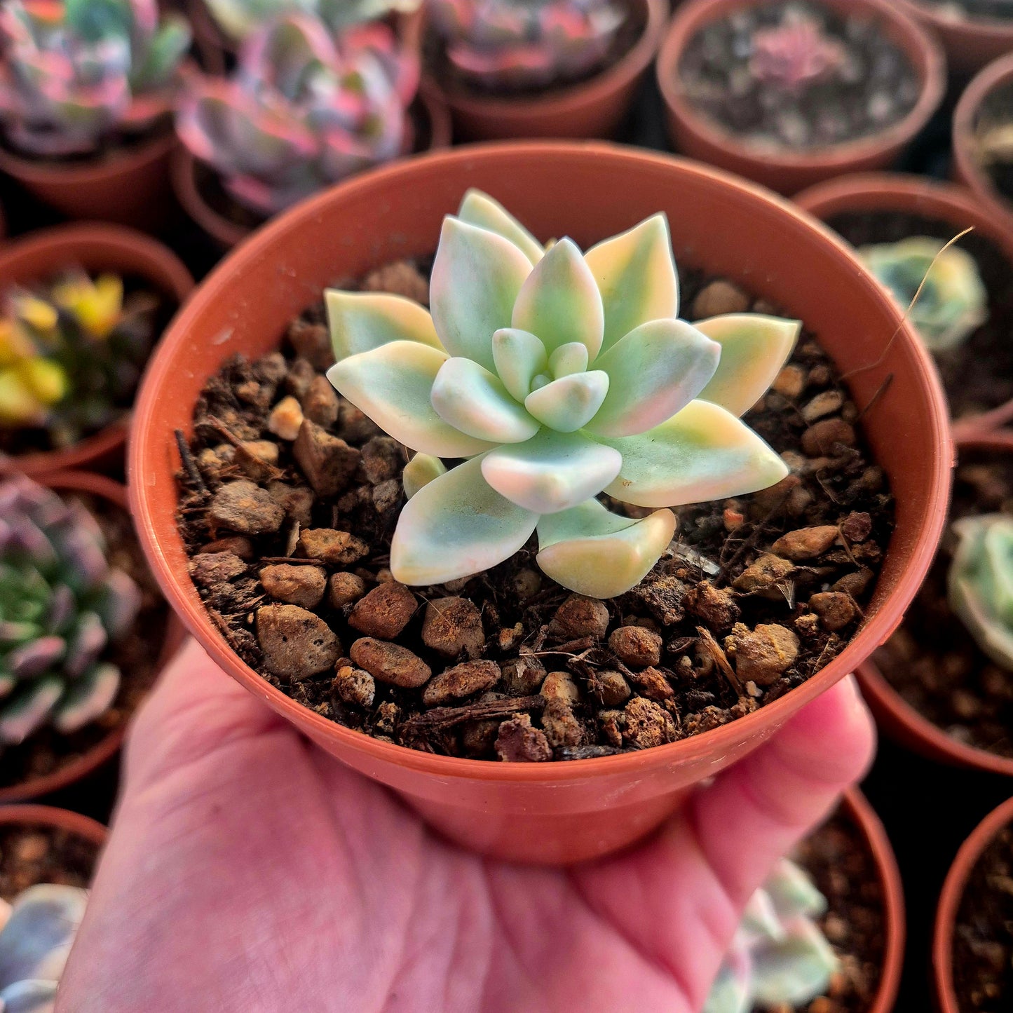 Graptosedum « White Ghosty » panaché