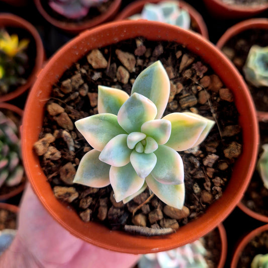 Graptosedum « White Ghosty » panaché