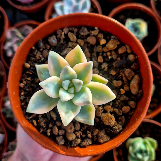 Graptosedum « White Ghosty » panaché