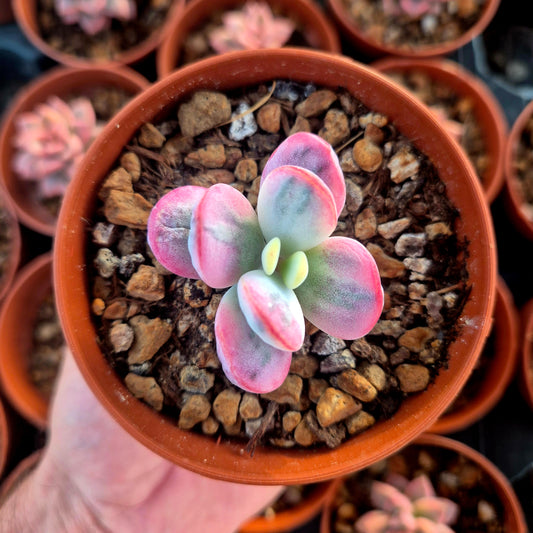 Cotyledon orbiculata var oophila variegado