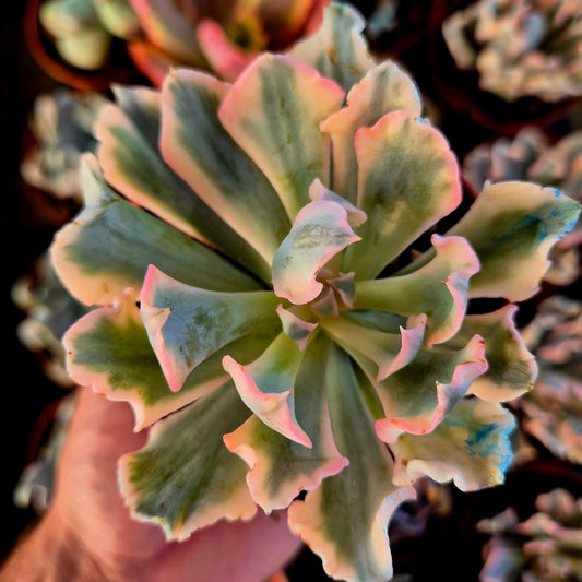 Echeveria "Liberia" variegada