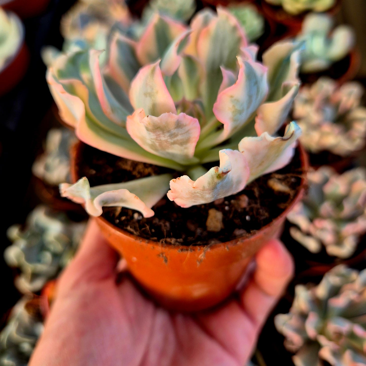 Echeveria "Liberia" panaché