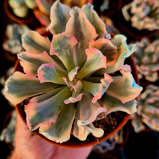 Echeveria "Liberia" variegada