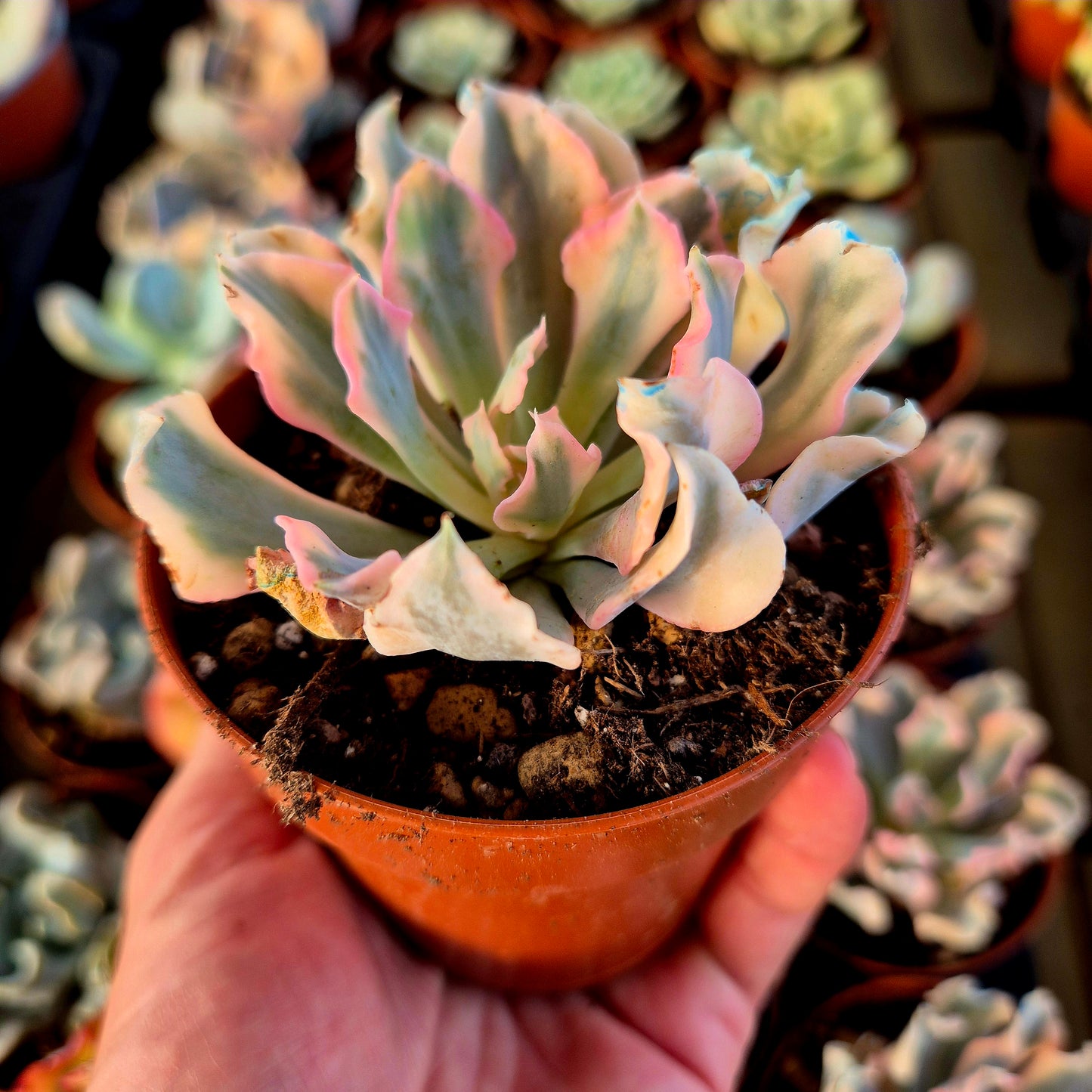Echeveria "Liberia" panaché