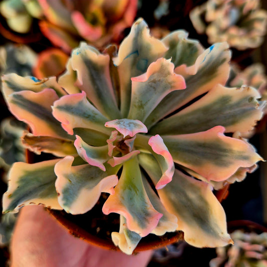 Echeveria "Liberia" variegada
