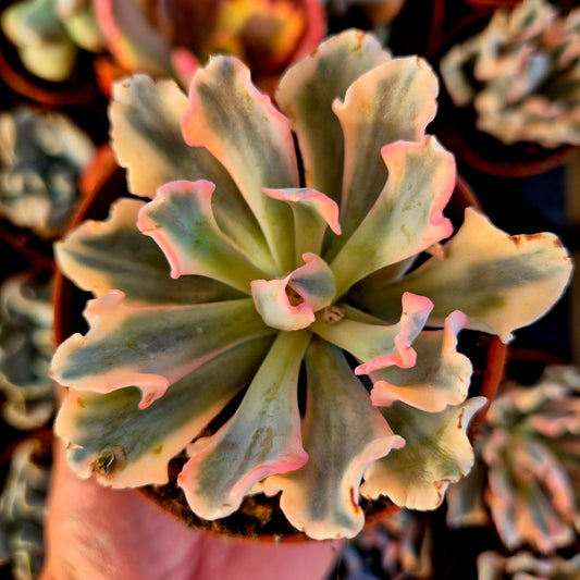 Echeveria "Liberia" variegada