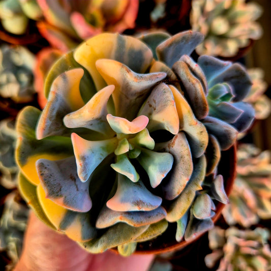 Echeveria "Cubic Frost" variegada