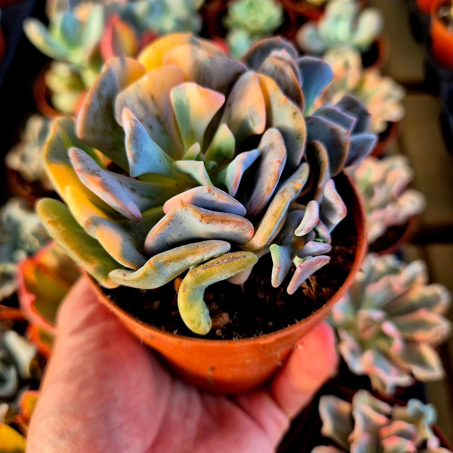 Echeveria "Cubic Frost" variegada